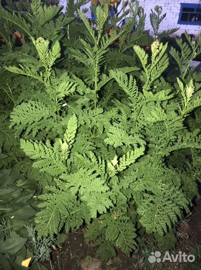 Многолетние цветы и кустарники