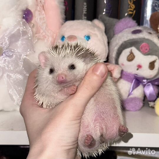 Африканский еж