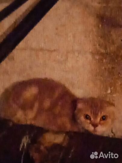 Нашли кошку
