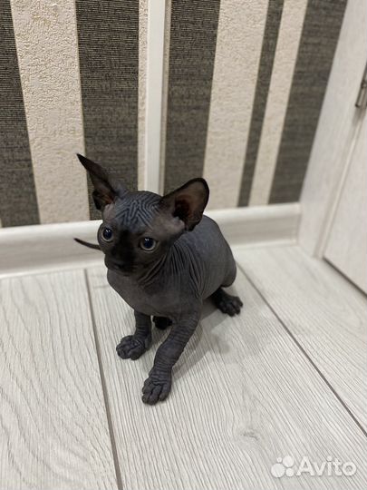 Канадский сфинкс