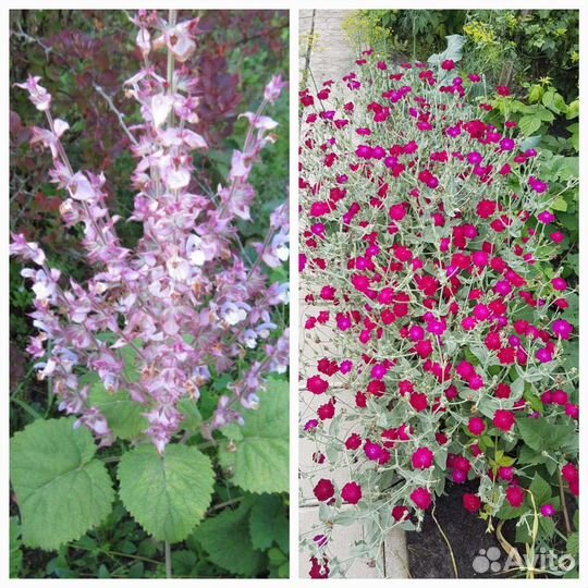 Лихнис корончатый, шалфей мускатный