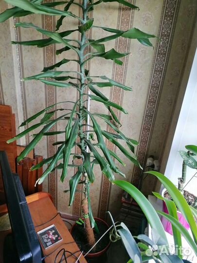 Продаю высокий цветок