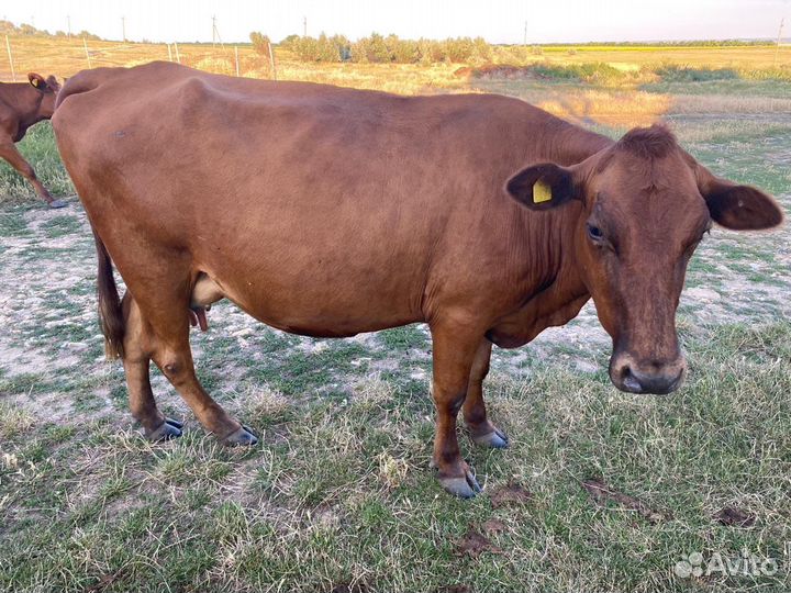 Корова стельная дойная