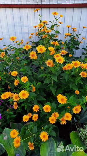 Многолетники