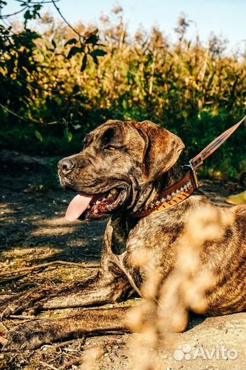 Алано Эспаньол