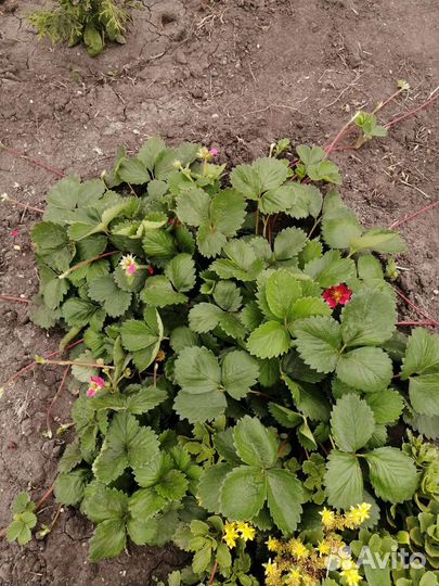 Клубника розовоцветная