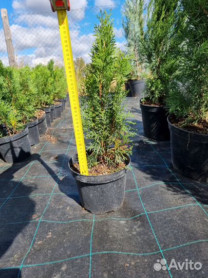 Туя западная Смарагд