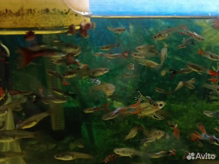 Аквариумные рыбки