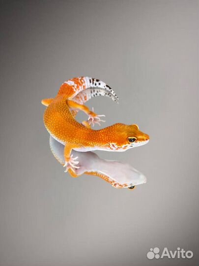 Эубфлефар ящерица