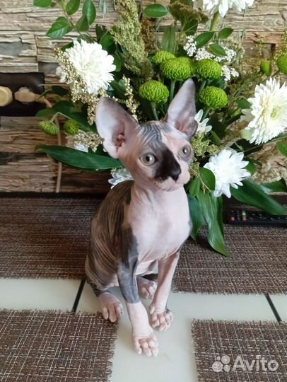 Канадский сфинкс котенок девочка