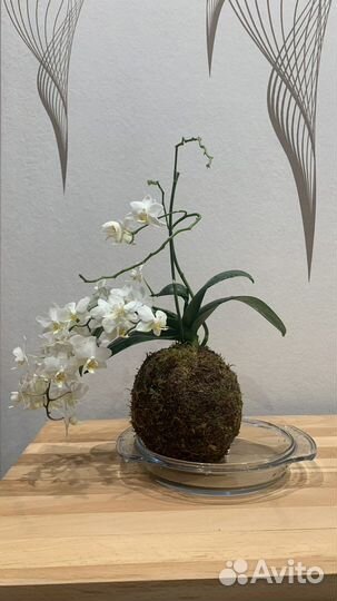 Кокедама, орхидея и другие цветы