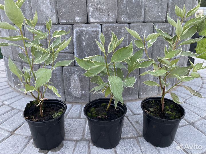 Дерен Сибирика