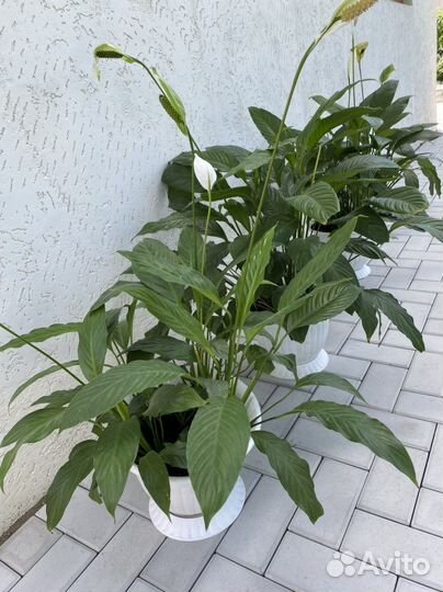 Спатифиллум