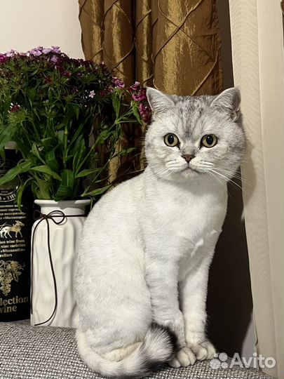 Посижу с вашим животным, передержка