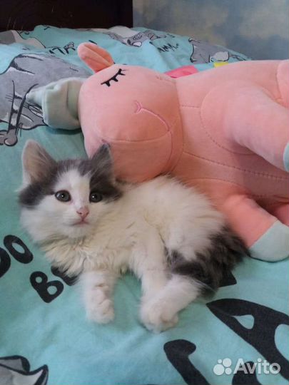 Кошка в дар бесплатно