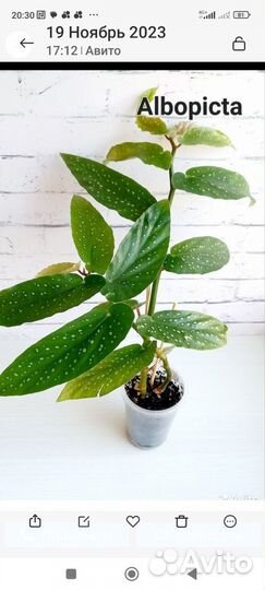 Бегония Кейн, цветы комнатные