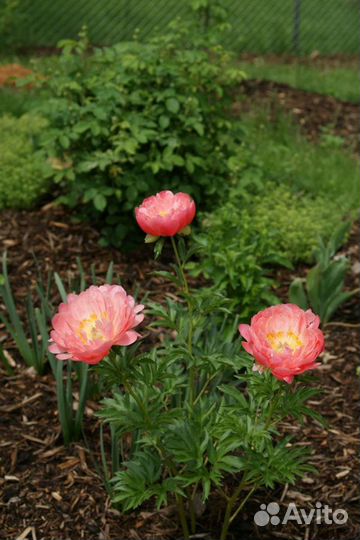 Пионы сортовые