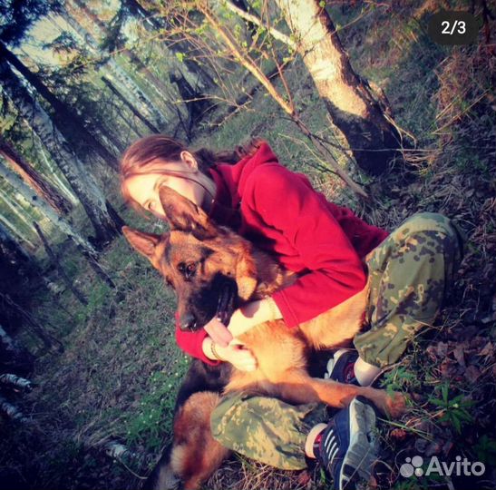 Щенки немецкой овчарки