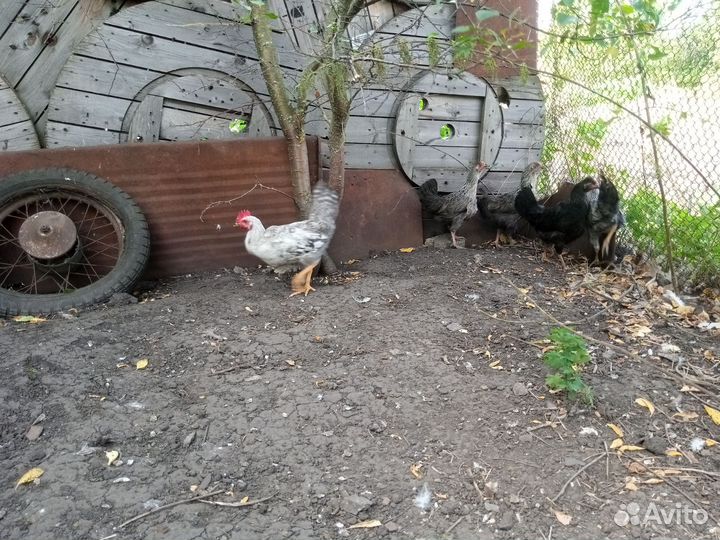 Петух петухй