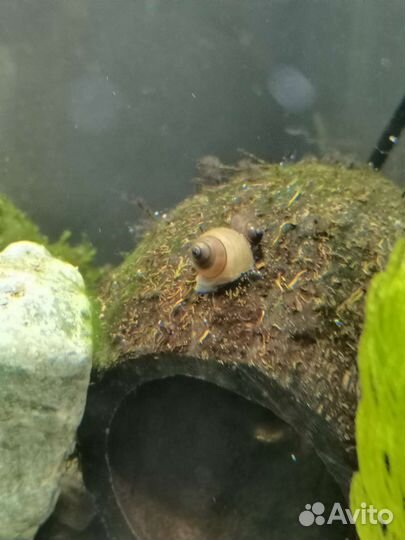 Улитки ампулярии