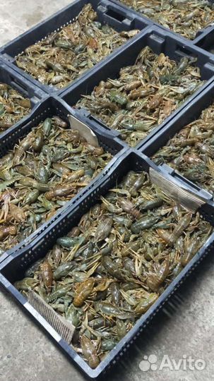 Раки опт и розницу