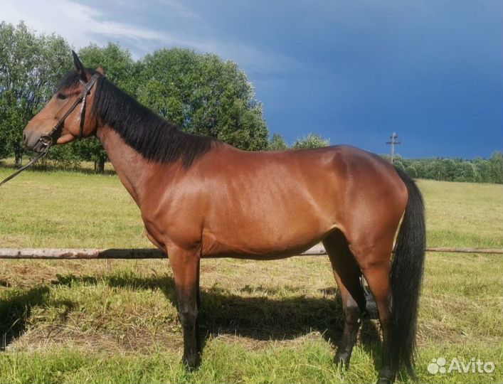 Кобыла спортивная помесь 3 года