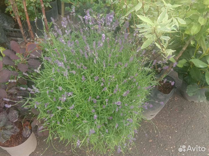 Рододендрум