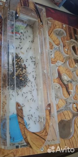 Муравьиная ферма с муравьями