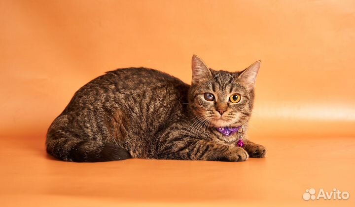 Маленькая Муся в добрые руки