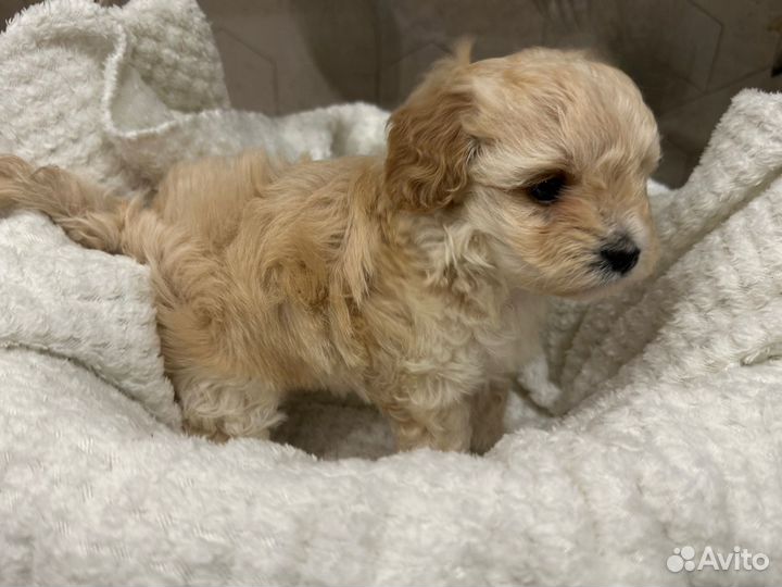 Продам мальтипу