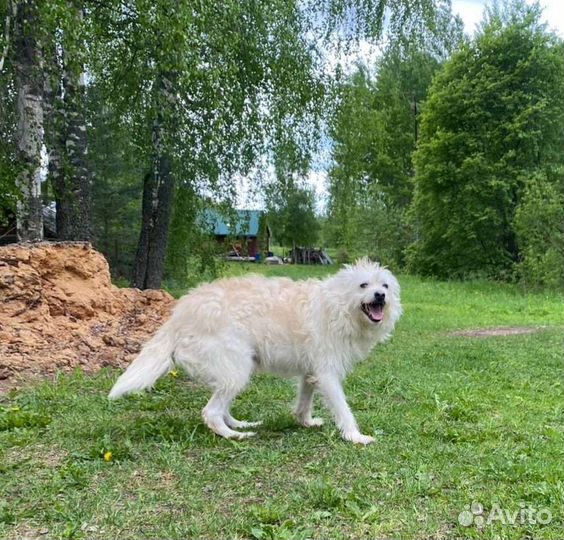 Песику нужен дом