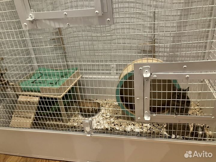 Дегу мальчики