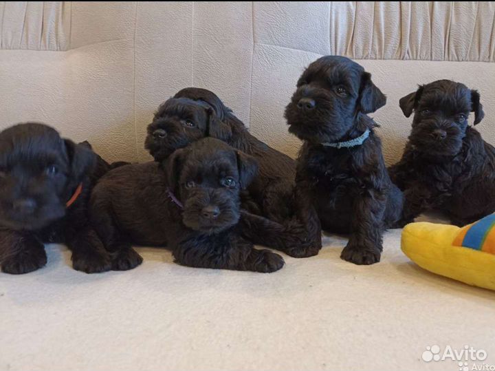 Цвергшнауцер черный