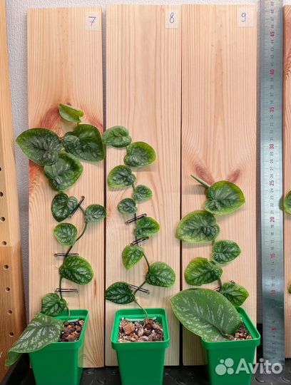 Монстера Дубиа