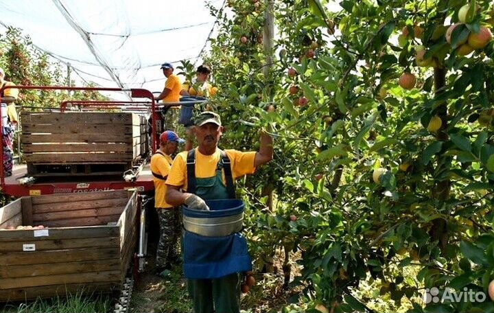 Сборщик яблок на сезон