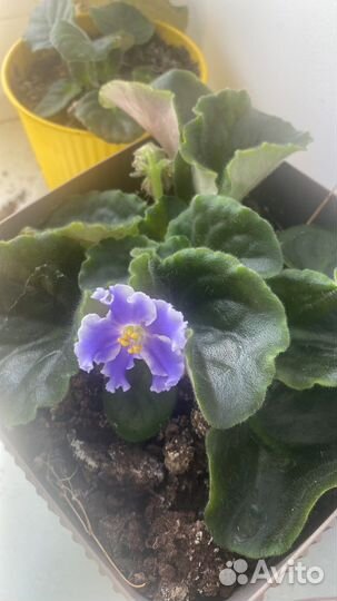 Листки фиалок с детками проращенные