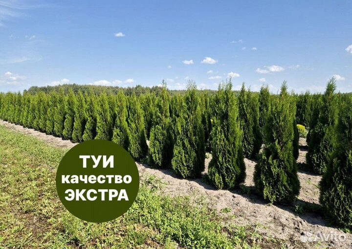 Туя смарагд рост 194,5 см /опт 150 шт