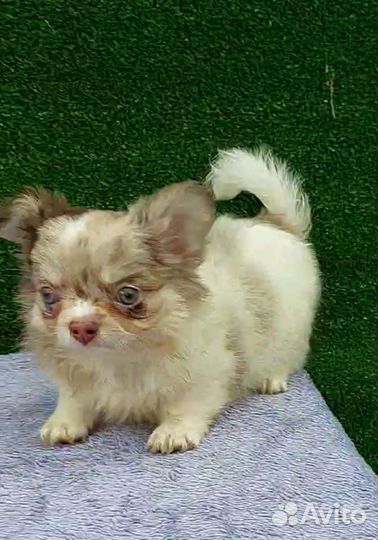 Чихуа мерле голубоглазый мальчик