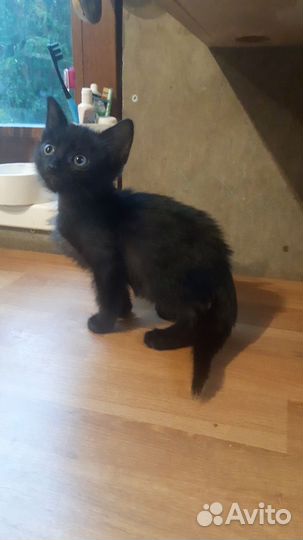 Котята бесплатно девочка