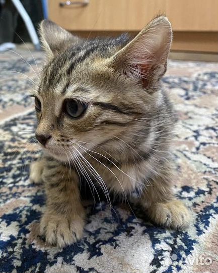Бенгальские котята