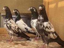 Пакистанские голуби тедди рапмури камагар