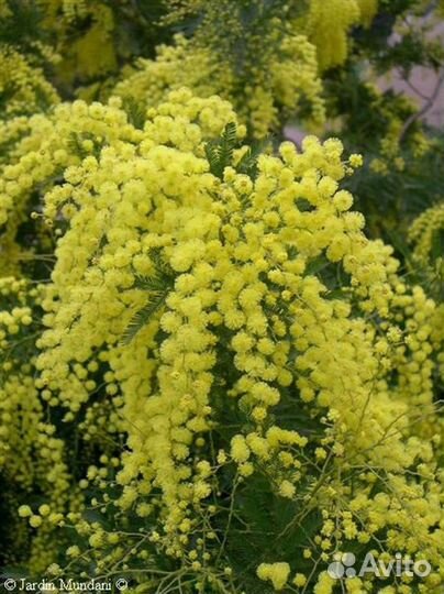 Мимоза, акация серебристая (семена)