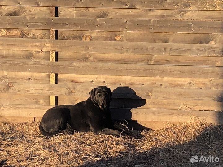 Вязка собак