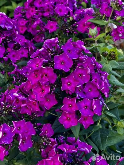 Цветы многолетние Флоксы и другие