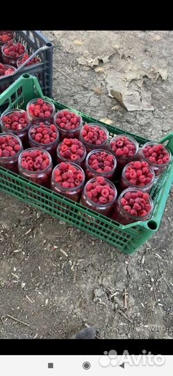 Свежая малина