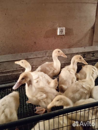 Утки подрощенные