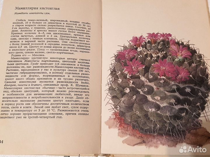 Подробный справочник по кактусам