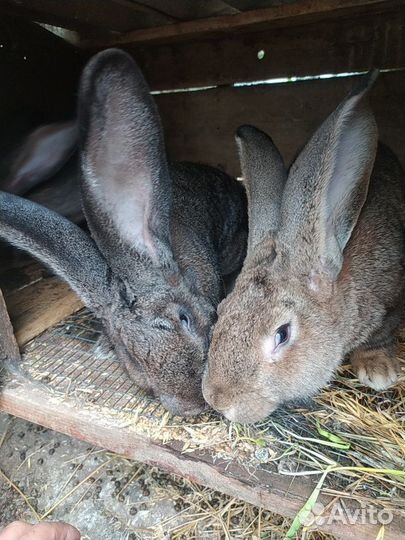Кролики мясных пород великаны
