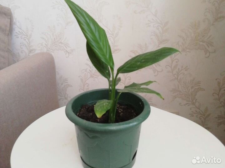 Спатифиллум