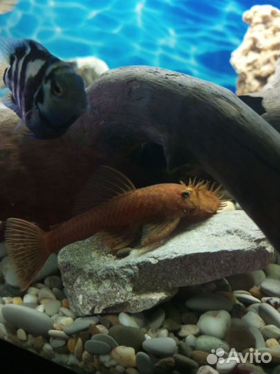 Продам рыбу